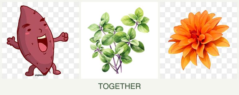 Can you plant sweet potatoes, oregano and dahlias together?