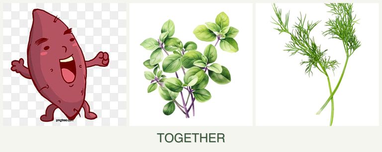 Can you plant sweet potatoes, oregano and dill together?
