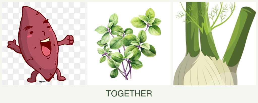 Can you plant sweet potatoes, oregano and fennel together?
