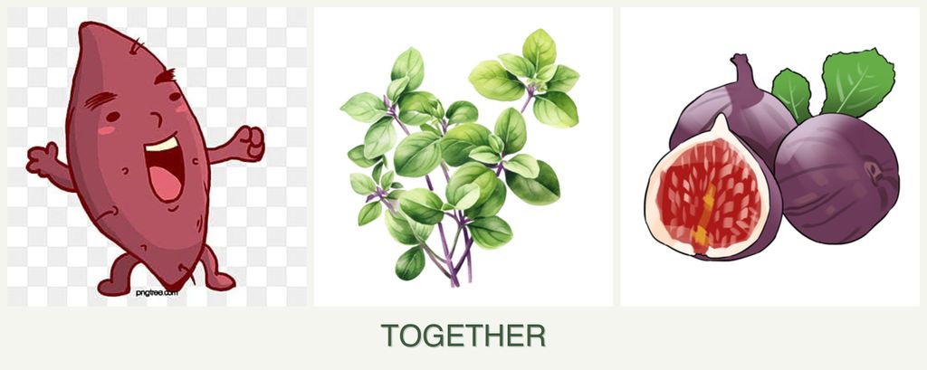 Can you plant sweet potatoes, oregano and figs together?