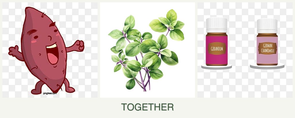 Can you plant sweet potatoes, oregano and geraniums together?