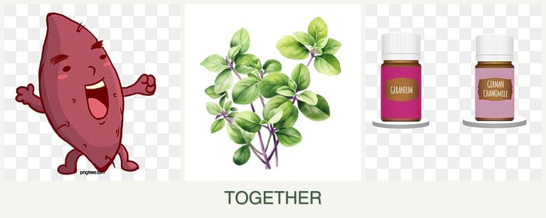 Can you plant sweet potatoes, oregano and geraniums together?