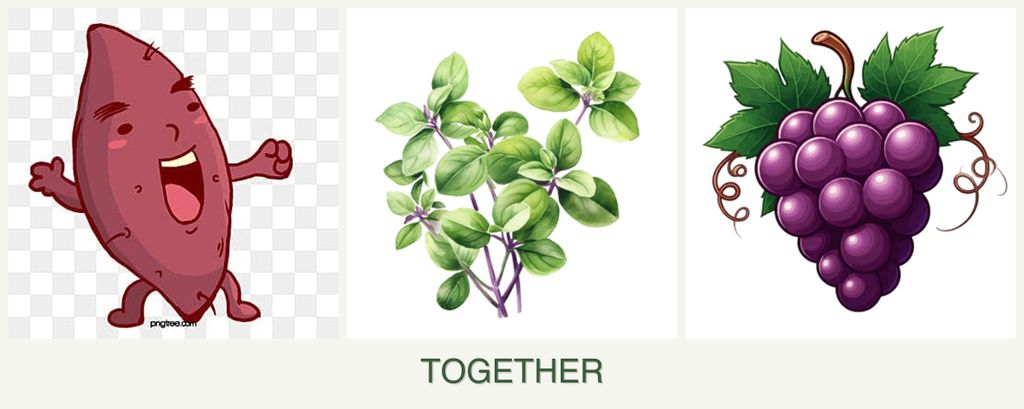 Can you plant sweet potatoes, oregano and grapes together?