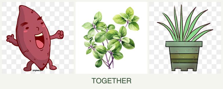 Can you plant sweet potatoes, oregano and lemongrass together?