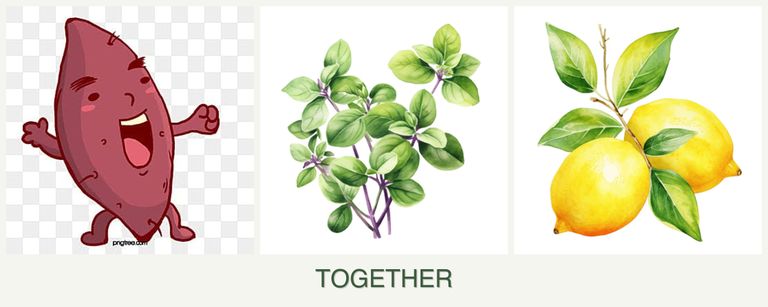 Can you plant sweet potatoes, oregano and lemons together?