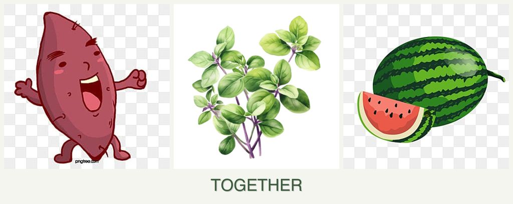 Can you plant sweet potatoes, oregano and melons together?