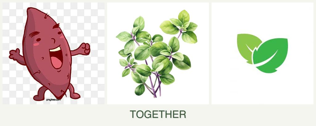 Can you plant sweet potatoes, oregano and mint together?