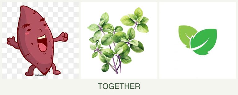 Can you plant sweet potatoes, oregano and mint together?