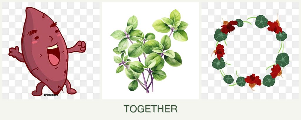 Can you plant sweet potatoes, oregano and nasturtiums together?