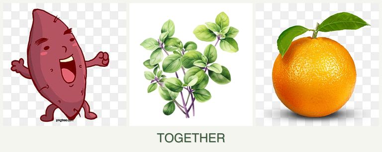 Can you plant sweet potatoes, oregano and oranges together?