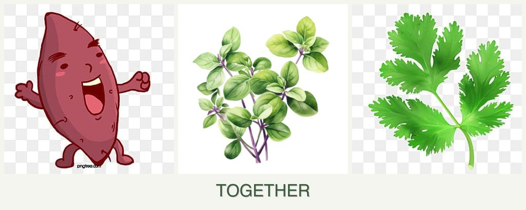 Can you plant sweet potatoes, oregano and parsley together?