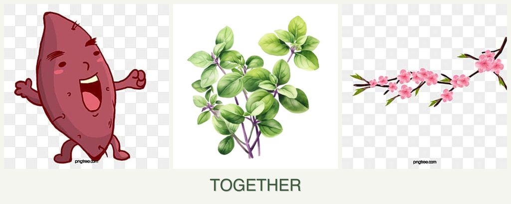 Can you plant sweet potatoes, oregano and peaches together?