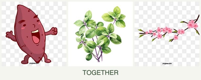Can you plant sweet potatoes, oregano and peaches together?