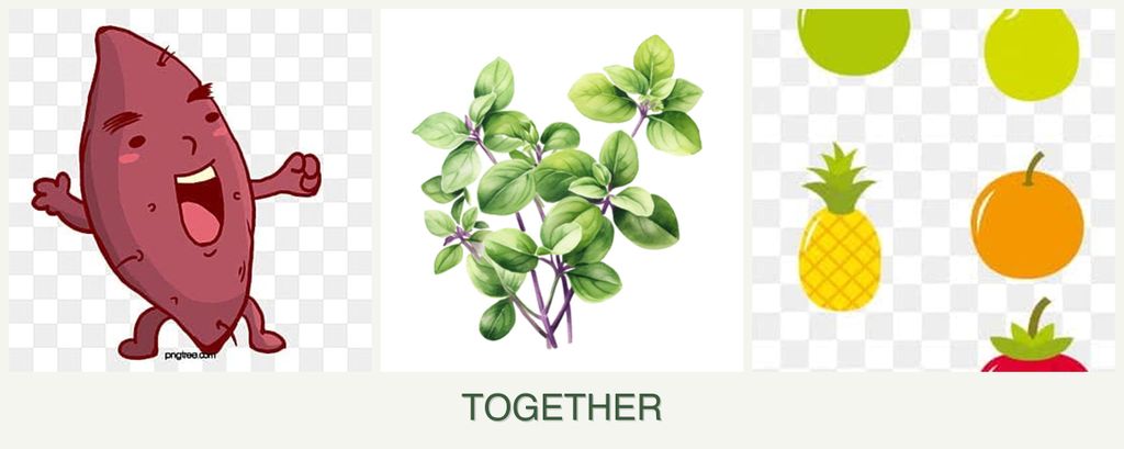 Can you plant sweet potatoes, oregano and pears together?