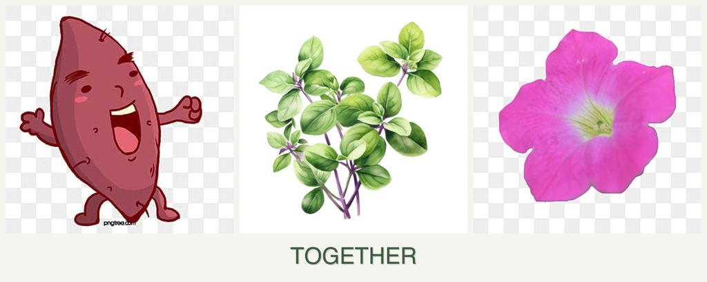 Can you plant sweet potatoes, oregano and petunias together?