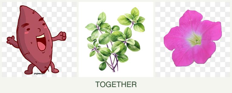 Can you plant sweet potatoes, oregano and petunias together?