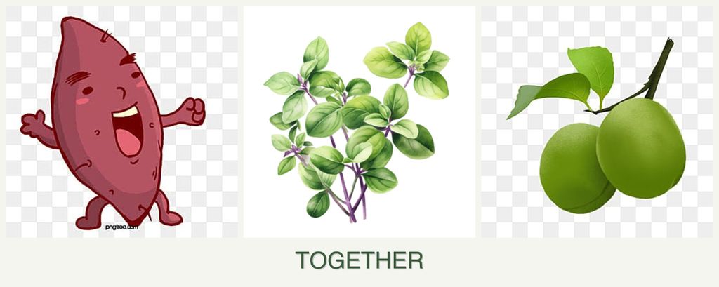 Can you plant sweet potatoes, oregano and plums together?