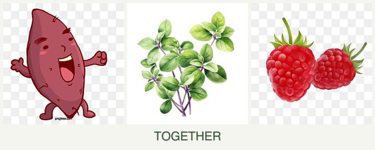 Can you plant sweet potatoes, oregano and raspberries together?