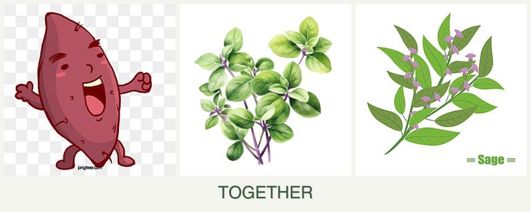 Can you plant sweet potatoes, oregano and sage together?