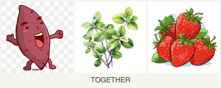 Can you plant sweet potatoes, oregano and strawberries together?