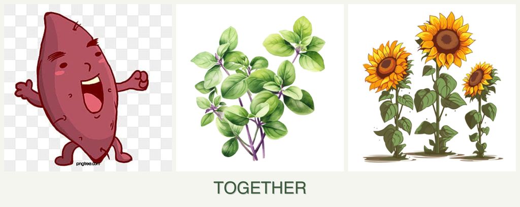 Can you plant sweet potatoes, oregano and sunflowers together?