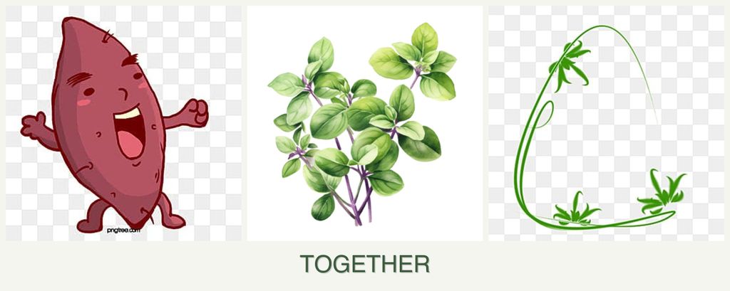 Can you plant sweet potatoes, oregano and tarragon together?