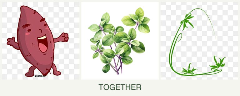 Can you plant sweet potatoes, oregano and tarragon together?