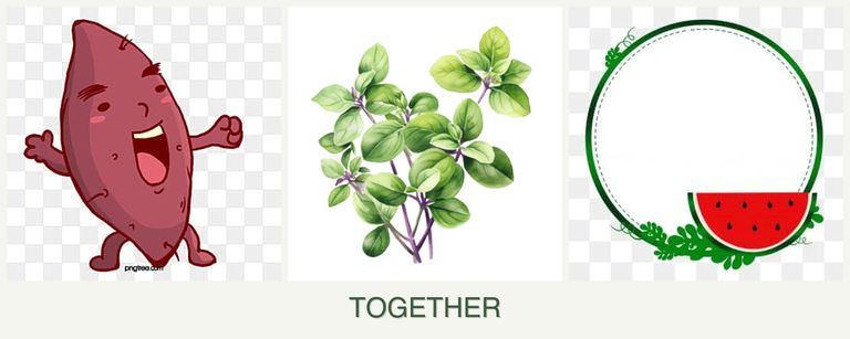 Can you plant sweet potatoes, oregano and watermelons together?