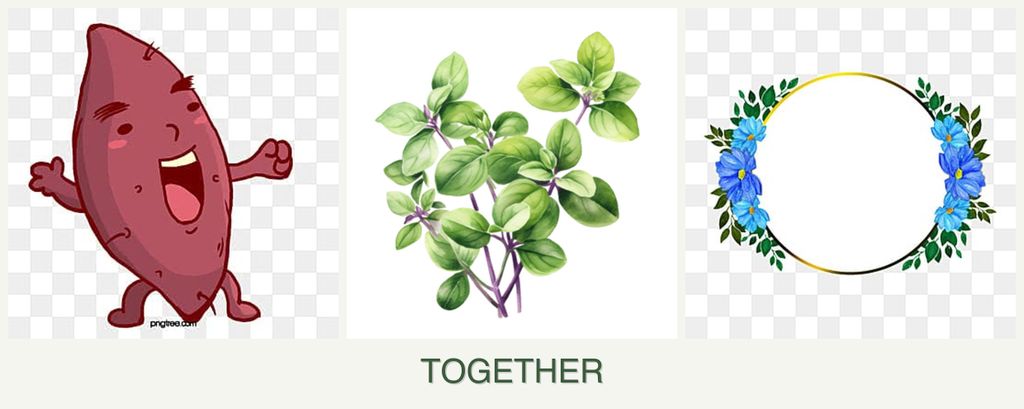 Can you plant sweet potatoes, oregano and zinnias together?