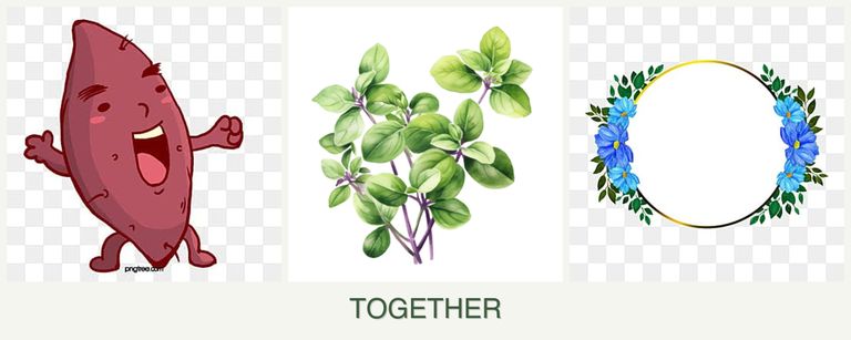 Can you plant sweet potatoes, oregano and zinnias together?