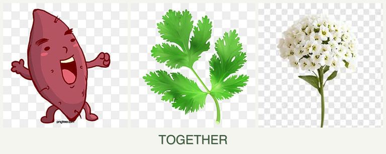 Can you plant sweet potatoes, parsley and alyssum together?
