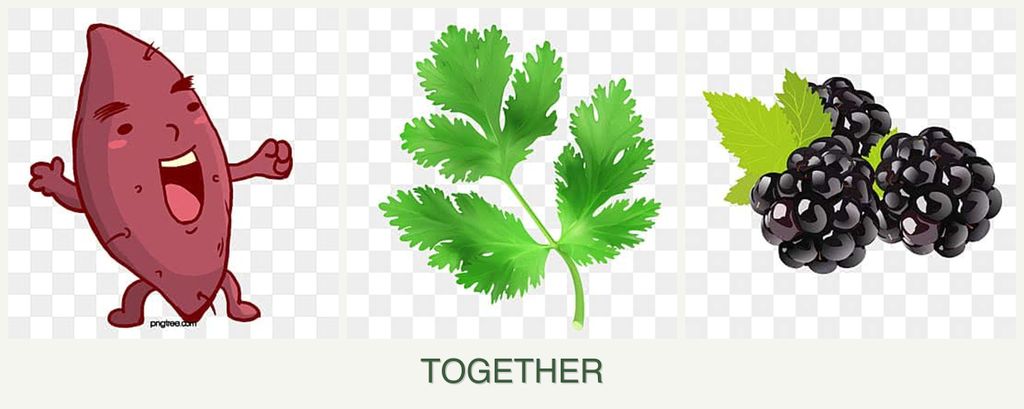 Can you plant sweet potatoes, parsley and blackberries together?