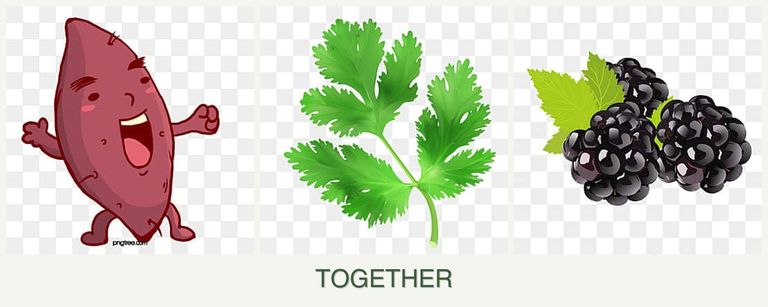 Can you plant sweet potatoes, parsley and blackberries together?