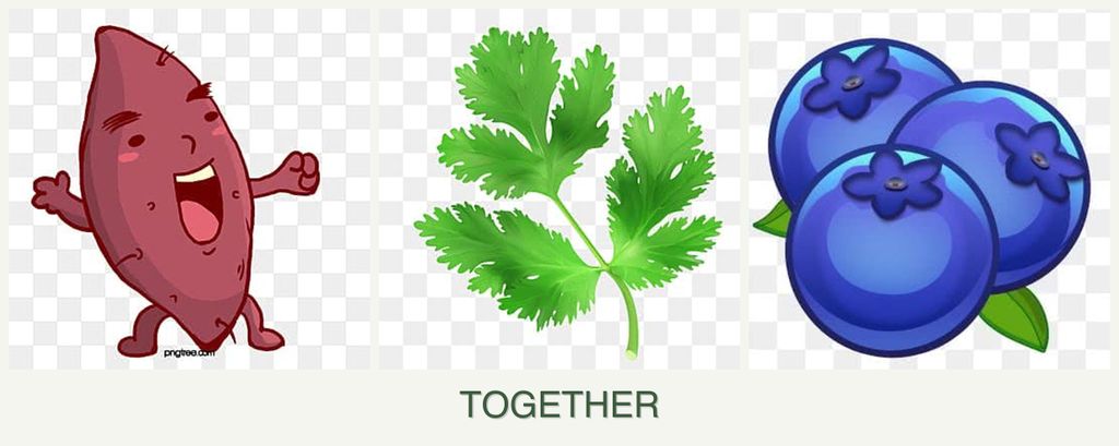 Can you plant sweet potatoes, parsley and blueberries together?