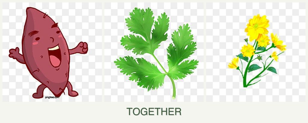 Can you plant sweet potatoes, parsley and calendula together?
