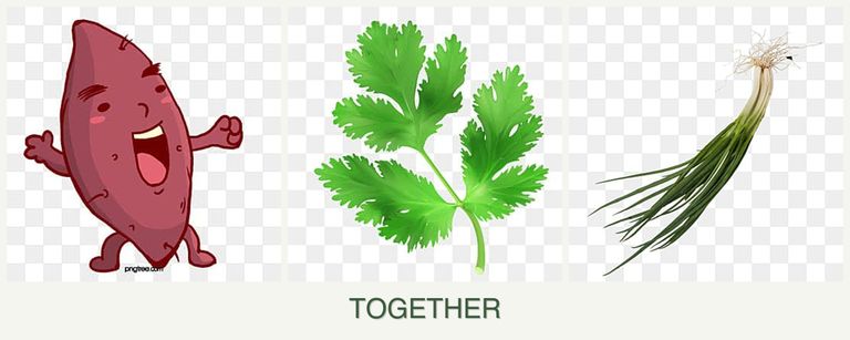Can you plant sweet potatoes, parsley and chives together?