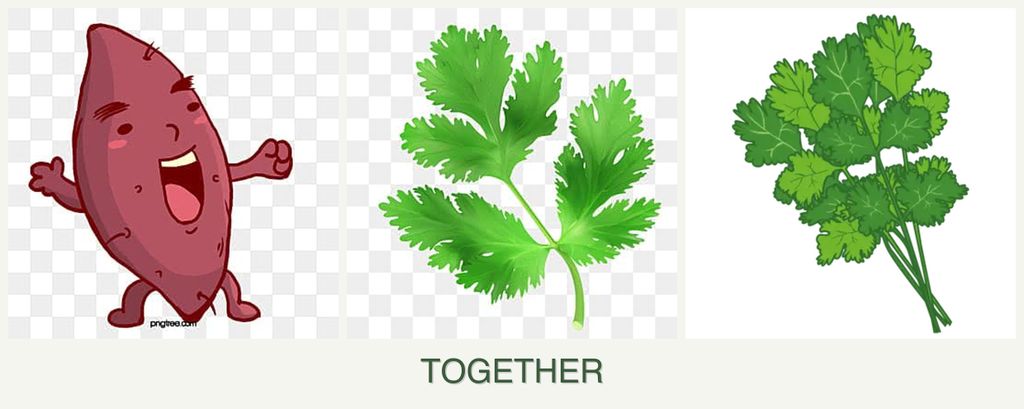 Can you plant sweet potatoes, parsley and cilantro together?