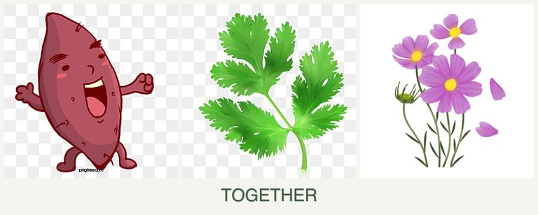 Can you plant sweet potatoes, parsley and cosmos together?
