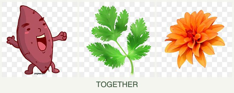 Can you plant sweet potatoes, parsley and dahlias together?