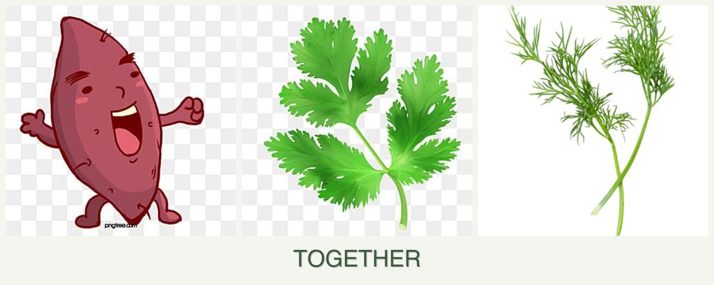 Can you plant sweet potatoes, parsley and dill together?