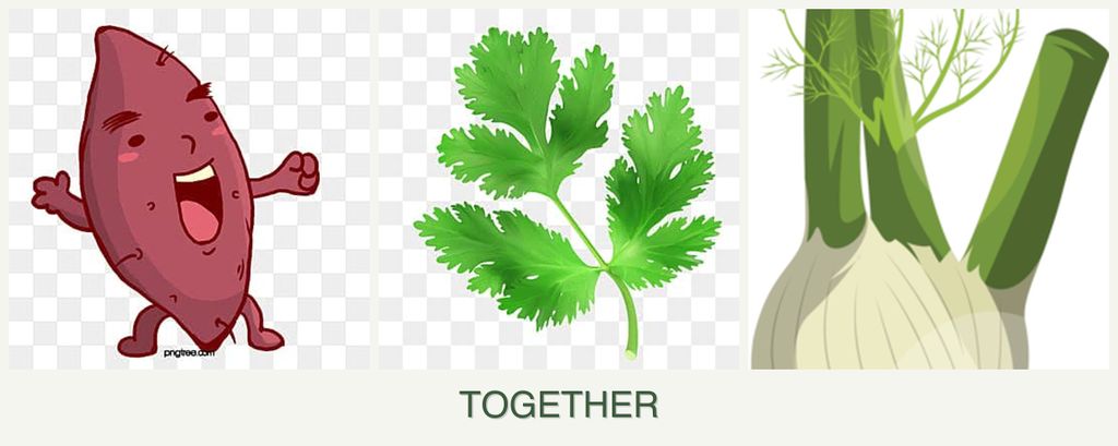 Can you plant sweet potatoes, parsley and fennel together?