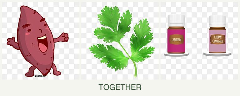 Can you plant sweet potatoes, parsley and geraniums together?
