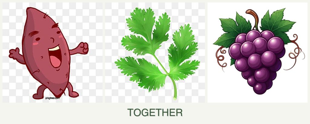 Can you plant sweet potatoes, parsley and grapes together?