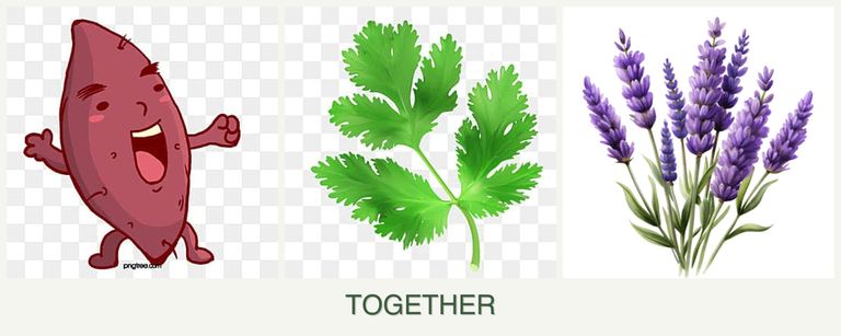 Can you plant sweet potatoes, parsley and lavender together?