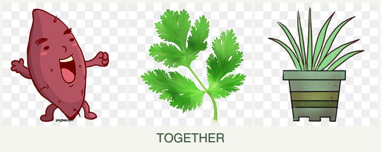 Can you plant sweet potatoes, parsley and lemongrass together?