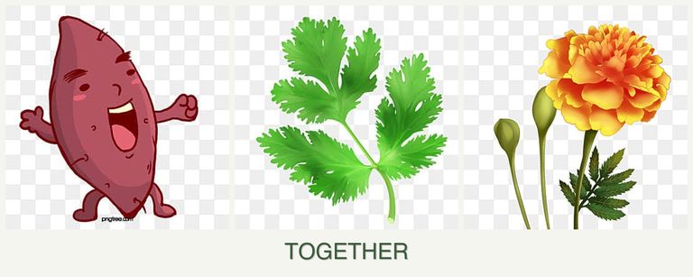 Can you plant sweet potatoes, parsley and marigolds together?
