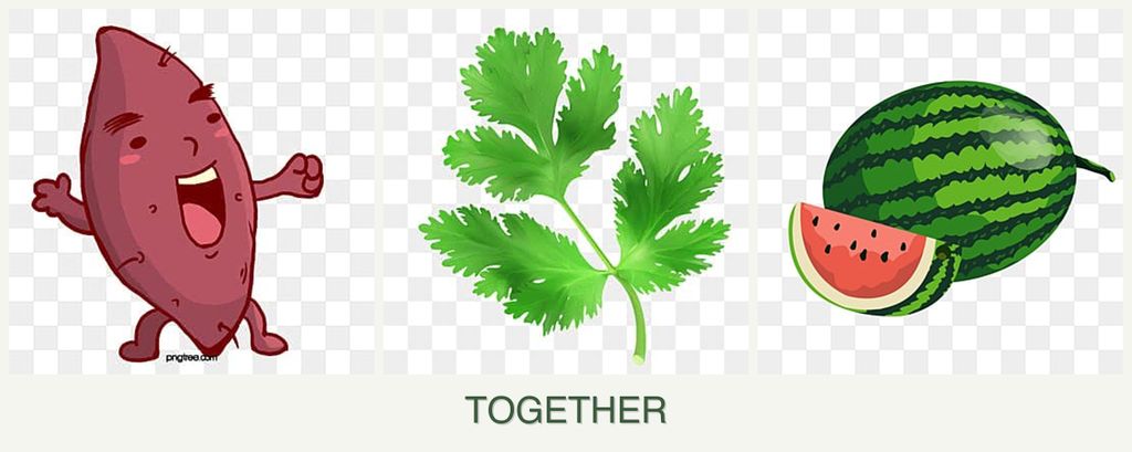 Can you plant sweet potatoes, parsley and melons together?