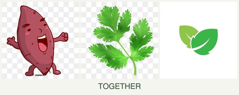 Can you plant sweet potatoes, parsley and mint together?