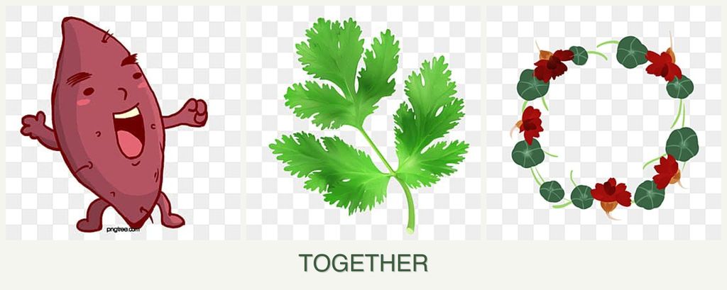 Can you plant sweet potatoes, parsley and nasturtiums together?
