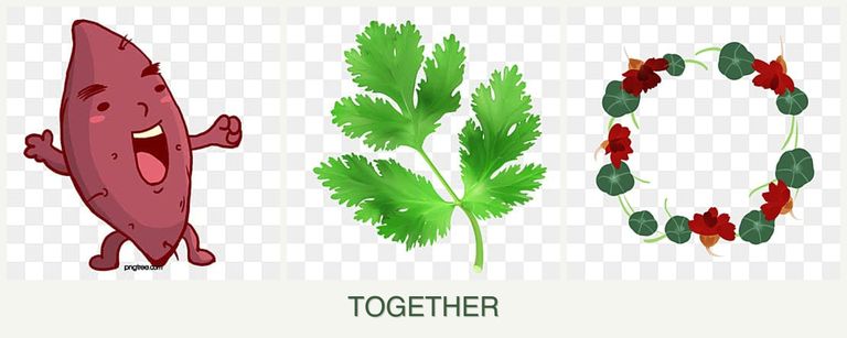 Can you plant sweet potatoes, parsley and nasturtiums together?
